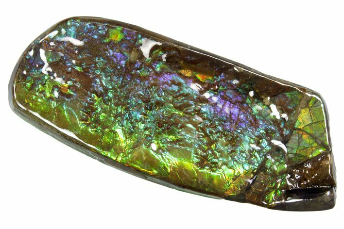 Iridescent Ammolite (Fossil Ammonite Shell) - Greens & Blues #336308